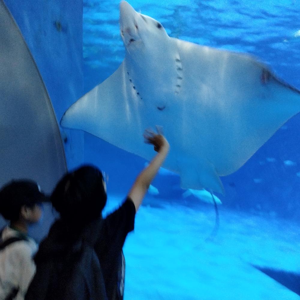 夏休み活動~水族館~(ラーテルクラブ｜鹿児島市の放課後等デイサービス)